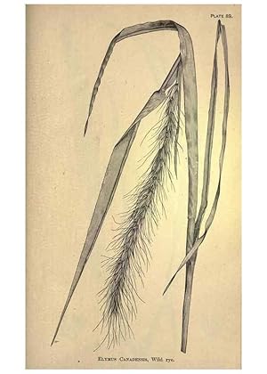 Bild des Verkufers fr Reproduccin/Reproduction 49578692388: The agricultural grasses and forage plants of the United States;. Washington :Govt. print. off.,1889. zum Verkauf von EL BOLETIN