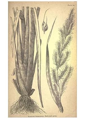 Immagine del venditore per Reproduccin/Reproduction 49579174996: The agricultural grasses and forage plants of the United States;. Washington :Govt. print. off.,1889. venduto da EL BOLETIN