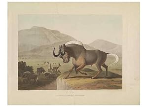 Seller image for Reproduccin/Reproduction 49753242266: [African scenery and animals]. London,1804-05. for sale by EL BOLETIN