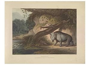 Seller image for Reproduccin/Reproduction 49753246546: [African scenery and animals]. London,1804-05. for sale by EL BOLETIN