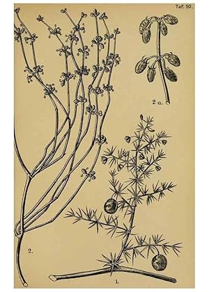 Seller image for Reproduccin/Reproduction 49579750902: Die Pflanzenwelt Dalmatiens /. Leipzig :W. Klinkhardt,1911. for sale by EL BOLETIN
