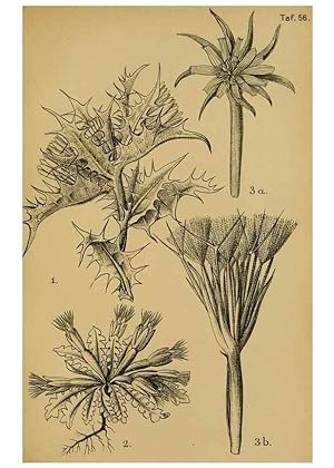 Seller image for Reproduccin/Reproduction 49579528636: Die Pflanzenwelt Dalmatiens /. Leipzig :W. Klinkhardt,1911. for sale by EL BOLETIN