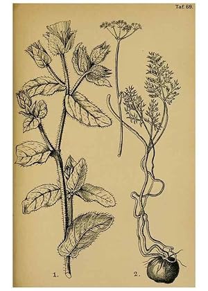 Seller image for Reproduccin/Reproduction 49579533116: Die Pflanzenwelt Dalmatiens /. Leipzig :W. Klinkhardt,1911. for sale by EL BOLETIN