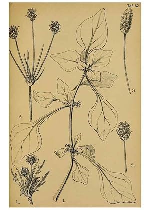Imagen del vendedor de Reproduccin/Reproduction 49579025068: Die Pflanzenwelt Dalmatiens /. Leipzig :W. Klinkhardt,1911. a la venta por EL BOLETIN