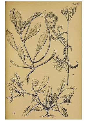 Seller image for Reproduccin/Reproduction 49579028493: Die Pflanzenwelt Dalmatiens /. Leipzig :W. Klinkhardt,1911. for sale by EL BOLETIN