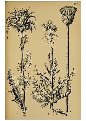 Imagen del vendedor de Reproduccin/Reproduction 49579758512: Die Pflanzenwelt Dalmatiens /. Leipzig :W. Klinkhardt,1911. a la venta por EL BOLETIN
