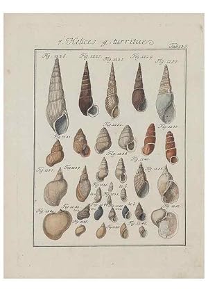 Imagen del vendedor de Reproduccin/Reproduction 49579067801: Abhandlung von den Land = und Fluschnecken, oder von solchen Conchylien, welche nicht im Meere sondern auf der Erde und in sssen Wassern zu leben pflegen /. Nrnberg :Raspe,1786. a la venta por EL BOLETIN