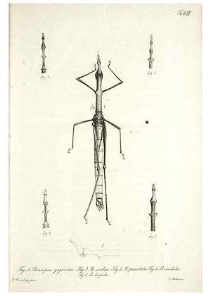 Bild des Verkufers fr Reproduccin/Reproduction 49579204177: Horae physicae Berolinenses :. Bonnae :Adolphi Marcus,1820. zum Verkauf von EL BOLETIN