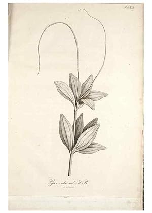 Bild des Verkufers fr Reproduccin/Reproduction 49579205437: Horae physicae Berolinenses :. Bonnae :Adolphi Marcus,1820. zum Verkauf von EL BOLETIN