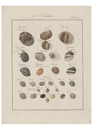 Imagen del vendedor de Reproduccin/Reproduction 49578559108: Abhandlung von den Land = und Fluschnecken, oder von solchen Conchylien, welche nicht im Meere sondern auf der Erde und in sssen Wassern zu leben pflegen /. Nrnberg :Raspe,1786. a la venta por EL BOLETIN