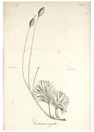 Bild des Verkufers fr Reproduccin/Reproduction 49578982691: Horae physicae Berolinenses :. Bonnae :Adolphi Marcus,1820. zum Verkauf von EL BOLETIN