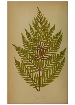 Immagine del venditore per Reproduccin/Reproduction 49628757927: Ferns: British and exotic. London,Groombridge and Sons,1856-60. venduto da EL BOLETIN