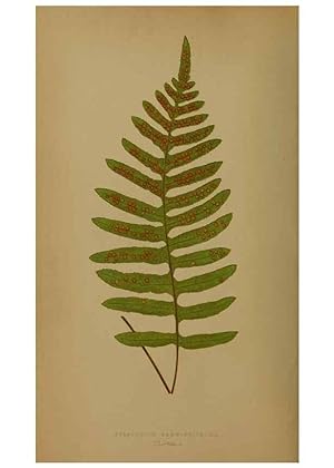 Immagine del venditore per Reproduccin/Reproduction 49628485326: Ferns: British and exotic. London,Groombridge and Sons,1856-60. venduto da EL BOLETIN