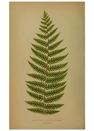 Bild des Verkufers fr Reproduccin/Reproduction 49628757142: Ferns: British and exotic. London,Groombridge and Sons,1856-60. zum Verkauf von EL BOLETIN