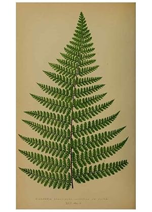 Bild des Verkufers fr Reproduccin/Reproduction 49627960733: Ferns: British and exotic. London,Groombridge and Sons,1856-60. zum Verkauf von EL BOLETIN