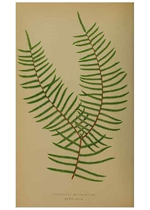 Bild des Verkufers fr Reproduccin/Reproduction 49628480521: Ferns: British and exotic. London,Groombridge and Sons,1856-60. zum Verkauf von EL BOLETIN