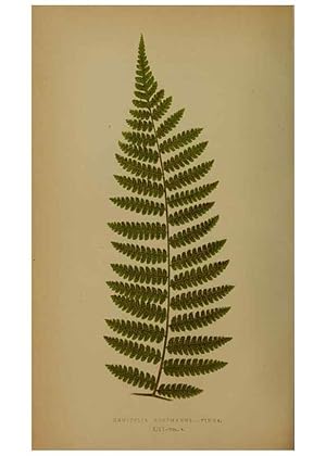 Bild des Verkufers fr Reproduccin/Reproduction 49627962978: Ferns: British and exotic. London,Groombridge and Sons,1856-60. zum Verkauf von EL BOLETIN