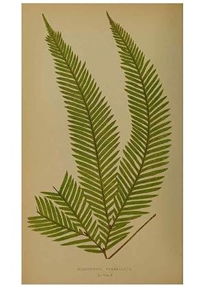 Immagine del venditore per Reproduccin/Reproduction 49627961578: Ferns: British and exotic. London,Groombridge and Sons,1856-60. venduto da EL BOLETIN