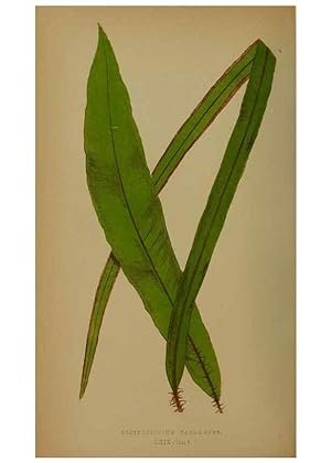 Bild des Verkufers fr Reproduccin/Reproduction 49628758222: Ferns: British and exotic. London,Groombridge and Sons,1856-60. zum Verkauf von EL BOLETIN
