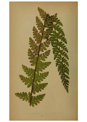 Immagine del venditore per Reproduccin/Reproduction 49628484191: Ferns: British and exotic. London,Groombridge and Sons,1856-60. venduto da EL BOLETIN