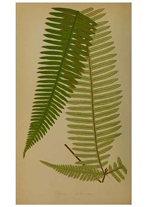 Immagine del venditore per Reproduccin/Reproduction 49627961718: Ferns: British and exotic. London,Groombridge and Sons,1856-60. venduto da EL BOLETIN