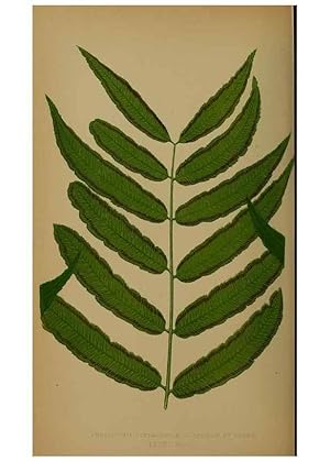 Bild des Verkufers fr Reproduccin/Reproduction 49628485106: Ferns: British and exotic. London,Groombridge and Sons,1856-60. zum Verkauf von EL BOLETIN