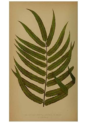 Bild des Verkufers fr Reproduccin/Reproduction 49628484971: Ferns: British and exotic. London,Groombridge and Sons,1856-60. zum Verkauf von EL BOLETIN