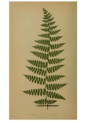 Immagine del venditore per Reproduccin/Reproduction 49628480321: Ferns: British and exotic. London,Groombridge and Sons,1856-60. venduto da EL BOLETIN
