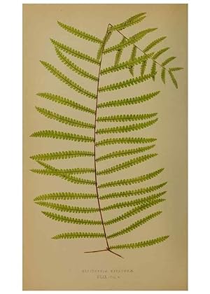 Immagine del venditore per Reproduccin/Reproduction 49628755107: Ferns: British and exotic. London,Groombridge and Sons,1856-60. venduto da EL BOLETIN