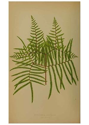 Bild des Verkufers fr Reproduccin/Reproduction 49628755742: Ferns: British and exotic. London,Groombridge and Sons,1856-60. zum Verkauf von EL BOLETIN