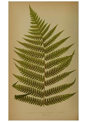 Bild des Verkufers fr Reproduccin/Reproduction 49628481976: Ferns: British and exotic. London,Groombridge and Sons,1856-60. zum Verkauf von EL BOLETIN