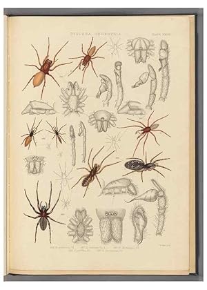 Seller image for Reproduccin/Reproduction 49643691587: A history of the spiders of Great Britain and Ireland /. London :Published for the Ray Society by Robert Hardwicke,1861-1864. for sale by EL BOLETIN