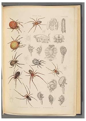 Seller image for Reproduccin/Reproduction 49643415956: A history of the spiders of Great Britain and Ireland /. London :Published for the Ray Society by Robert Hardwicke,1861-1864. for sale by EL BOLETIN