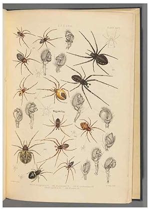 Seller image for Reproduccin/Reproduction 49643690962: A history of the spiders of Great Britain and Ireland /. London :Published for the Ray Society by Robert Hardwicke,1861-1864. for sale by EL BOLETIN