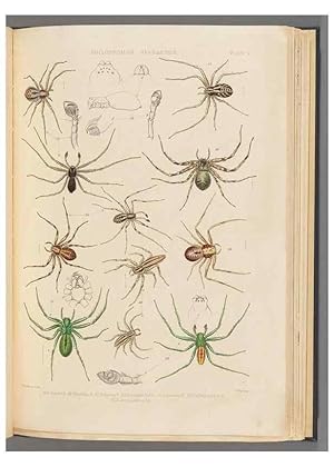 Seller image for Reproduccin/Reproduction 49643412896: A history of the spiders of Great Britain and Ireland /. London :Published for the Ray Society by Robert Hardwicke,1861-1864. for sale by EL BOLETIN