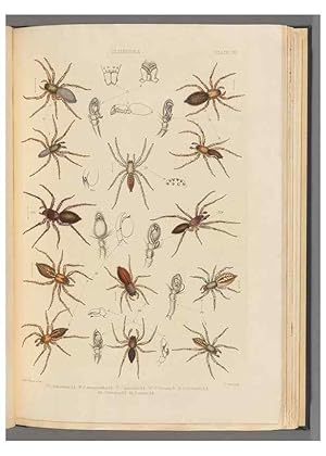 Seller image for Reproduccin/Reproduction 49643688177: A history of the spiders of Great Britain and Ireland /. London :Published for the Ray Society by Robert Hardwicke,1861-1864. for sale by EL BOLETIN