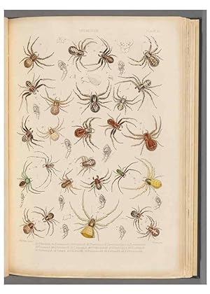 Seller image for Reproduccin/Reproduction 49643412776: A history of the spiders of Great Britain and Ireland /. London :Published for the Ray Society by Robert Hardwicke,1861-1864. for sale by EL BOLETIN
