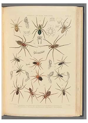 Seller image for Reproduccin/Reproduction 49643413611: A history of the spiders of Great Britain and Ireland /. London :Published for the Ray Society by Robert Hardwicke,1861-1864. for sale by EL BOLETIN