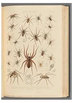 Seller image for Reproduccin/Reproduction 49643412481: A history of the spiders of Great Britain and Ireland /. London :Published for the Ray Society by Robert Hardwicke,1861-1864. for sale by EL BOLETIN