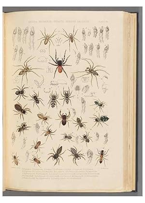 Seller image for Reproduccin/Reproduction 49643687497: A history of the spiders of Great Britain and Ireland /. London :Published for the Ray Society by Robert Hardwicke,1861-1864. for sale by EL BOLETIN