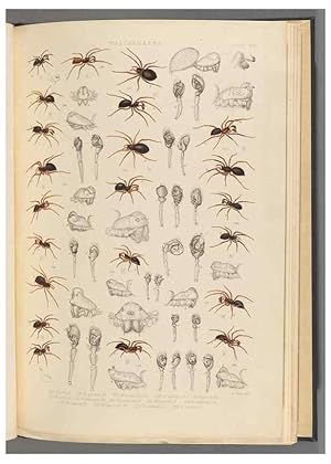 Seller image for Reproduccin/Reproduction 49642888588: A history of the spiders of Great Britain and Ireland /. London :Published for the Ray Society by Robert Hardwicke,1861-1864. for sale by EL BOLETIN