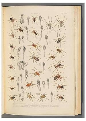 Seller image for Reproduccin/Reproduction 49643415351: A history of the spiders of Great Britain and Ireland /. London :Published for the Ray Society by Robert Hardwicke,1861-1864. for sale by EL BOLETIN