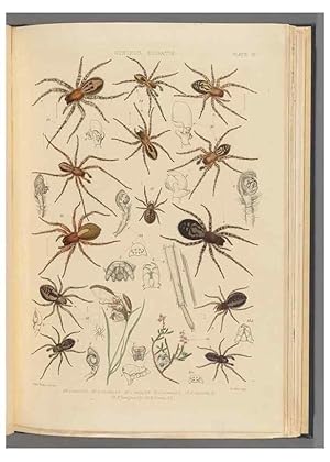 Seller image for Reproduccin/Reproduction 49643413471: A history of the spiders of Great Britain and Ireland /. London :Published for the Ray Society by Robert Hardwicke,1861-1864. for sale by EL BOLETIN