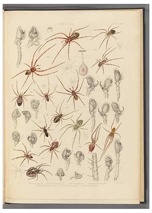 Seller image for Reproduccin/Reproduction 49642889283: A history of the spiders of Great Britain and Ireland /. London :Published for the Ray Society by Robert Hardwicke,1861-1864. for sale by EL BOLETIN