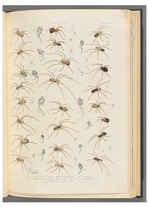 Seller image for Reproduccin/Reproduction 49643414756: A history of the spiders of Great Britain and Ireland /. London :Published for the Ray Society by Robert Hardwicke,1861-1864. for sale by EL BOLETIN