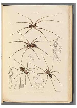 Seller image for Reproduccin/Reproduction 49642886643: A history of the spiders of Great Britain and Ireland /. London :Published for the Ray Society by Robert Hardwicke,1861-1864. for sale by EL BOLETIN