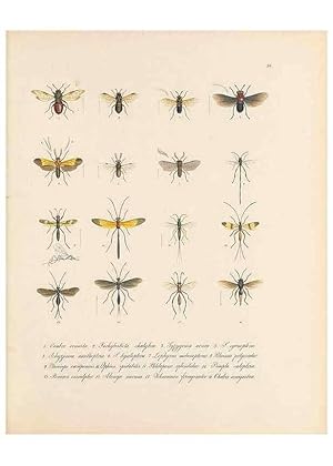 Seller image for Reproduccin/Reproduction 49430832198: Delectus animalium articulatorum :. Monachii :Impensis Editoris,1830-1834. for sale by EL BOLETIN