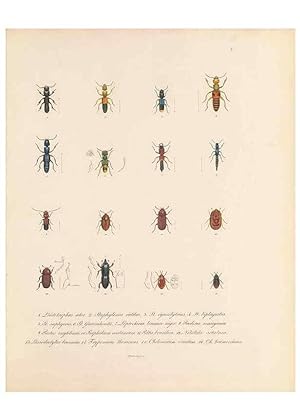 Bild des Verkufers fr Reproduccin/Reproduction 49431301676: Delectus animalium articulatorum :. Monachii :Impensis Editoris,1830-1834. zum Verkauf von EL BOLETIN