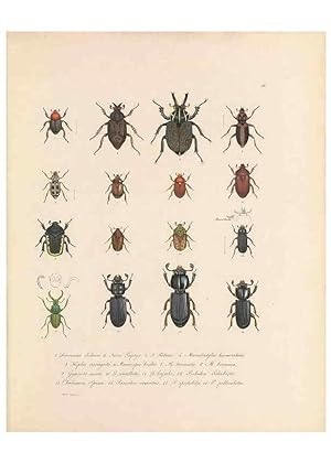Immagine del venditore per Reproduccin/Reproduction 49430827868: Delectus animalium articulatorum :. Monachii :Impensis Editoris,1830-1834. venduto da EL BOLETIN