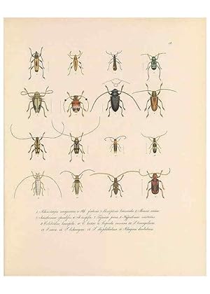 Seller image for Reproduccin/Reproduction 49430830008: Delectus animalium articulatorum :. Monachii :Impensis Editoris,1830-1834. for sale by EL BOLETIN